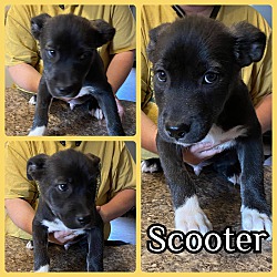 Photo of Scooter