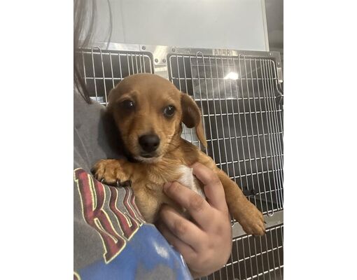 Bakersfield, CA - Dachshund. Meet *CHASE a Pet for Adoption - AdoptaPet.com