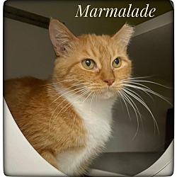 Thumbnail photo of Marmalade #2