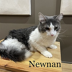 Photo of Newman (24-364)