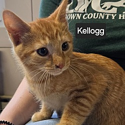 Photo of kellogg  - available soon