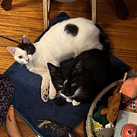 adopt a pet