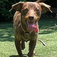 adopt a pet