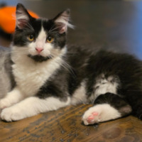 adopt a pet