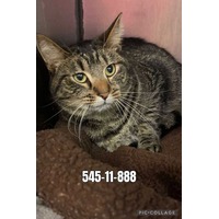adopt-pet