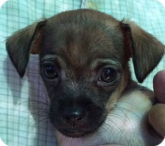 Chihuahua. Meet Chiweenie Puppies a Pet 