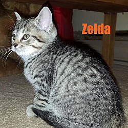 Thumbnail photo of Zelda - Adopted Dec 2015 #2