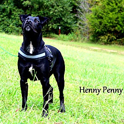 Thumbnail photo of Henny Penny ~ meet me! #1