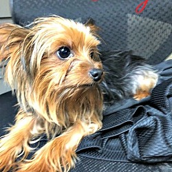 Thumbnail photo of Fudge #3