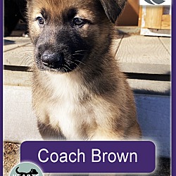 Photo of Coach Brown