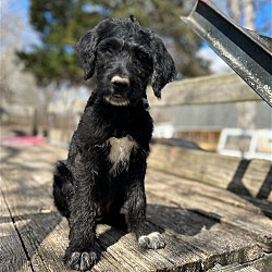 Photo of Mickey Dec 23 - In Foster in Hillsborough NC