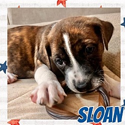 Thumbnail photo of Sloan #1