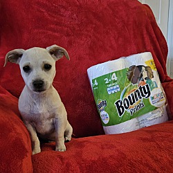 Thumbnail photo of Bounty #2