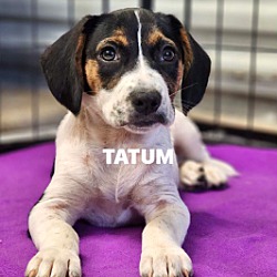 Thumbnail photo of Tatum #1