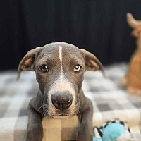 adopt a pet