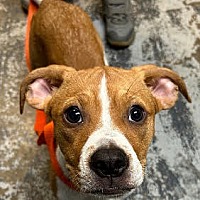 adopt a pet