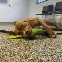adopt a pet