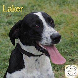 Thumbnail photo of Laker(Gracie) #3