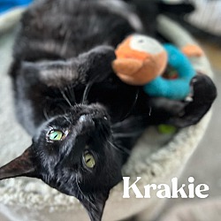 Photo of Krakie