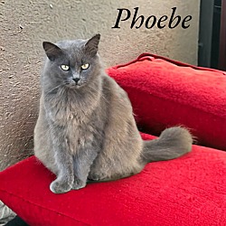 Thumbnail photo of Phoebe #2