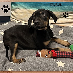 Photo of Taurus