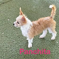 Thumbnail photo of Panchita #2