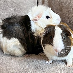 bonded pet photo