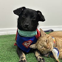 adopt a pet