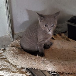 Thumbnail photo of All grey kitty #1