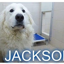 Thumbnail photo of Jackson #4