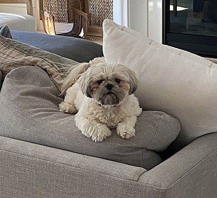 Brookhaven, GA - Shih Tzu. Meet Piper a Pet for Adoption - AdoptaPet.com