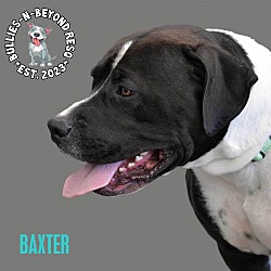 Thumbnail photo of Baxter #2