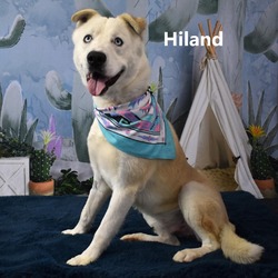 Thumbnail photo of Hiland #2