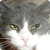 Adopted Pets At Columbia Gorge Cat Rescue In Hood River Oregon