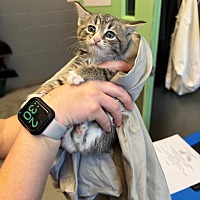 adopt a pet