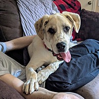 adopt a pet