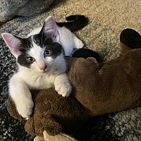 adopt a pet
