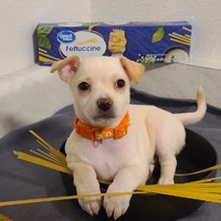 adopt-pet