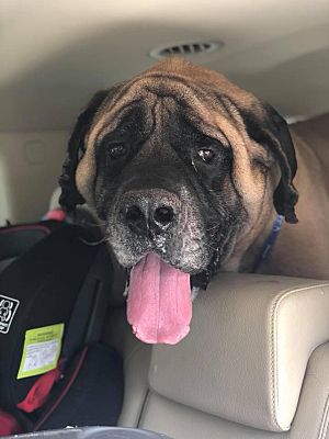 english mastiff adoption