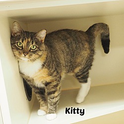 Thumbnail photo of Kitty #1