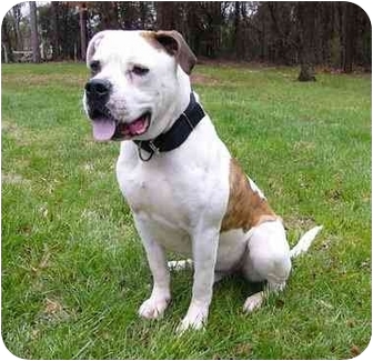 Mocksville Nc American Bulldog Meet Rufus A Pet For Adoption