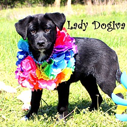 Thumbnail photo of Lady Dogiva~adopted! #3