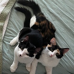 Photo of Nibbles and Penelope - Siblings