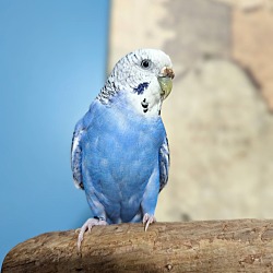 Photo of Shirley (Blue)