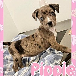 Photo of Pippie