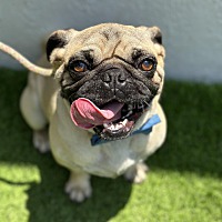 adopt a pet
