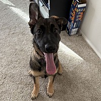 adopt a pet