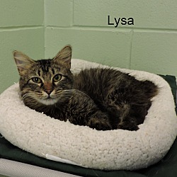 Thumbnail photo of Lysa #3