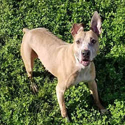 Boxer Puppies For Sale In Northampton Massachusetts Adoptapet Com