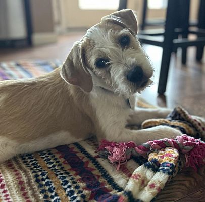 Border terrier cheap dachshund mix
